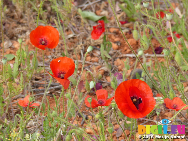 FZ027789 Poppies